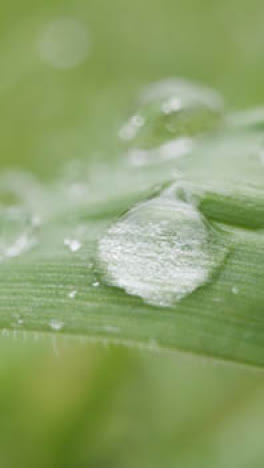 Vertical-Video-Close-Up-Of-Rain-Droplets-On-Grass-And-Plant-Leaves-1